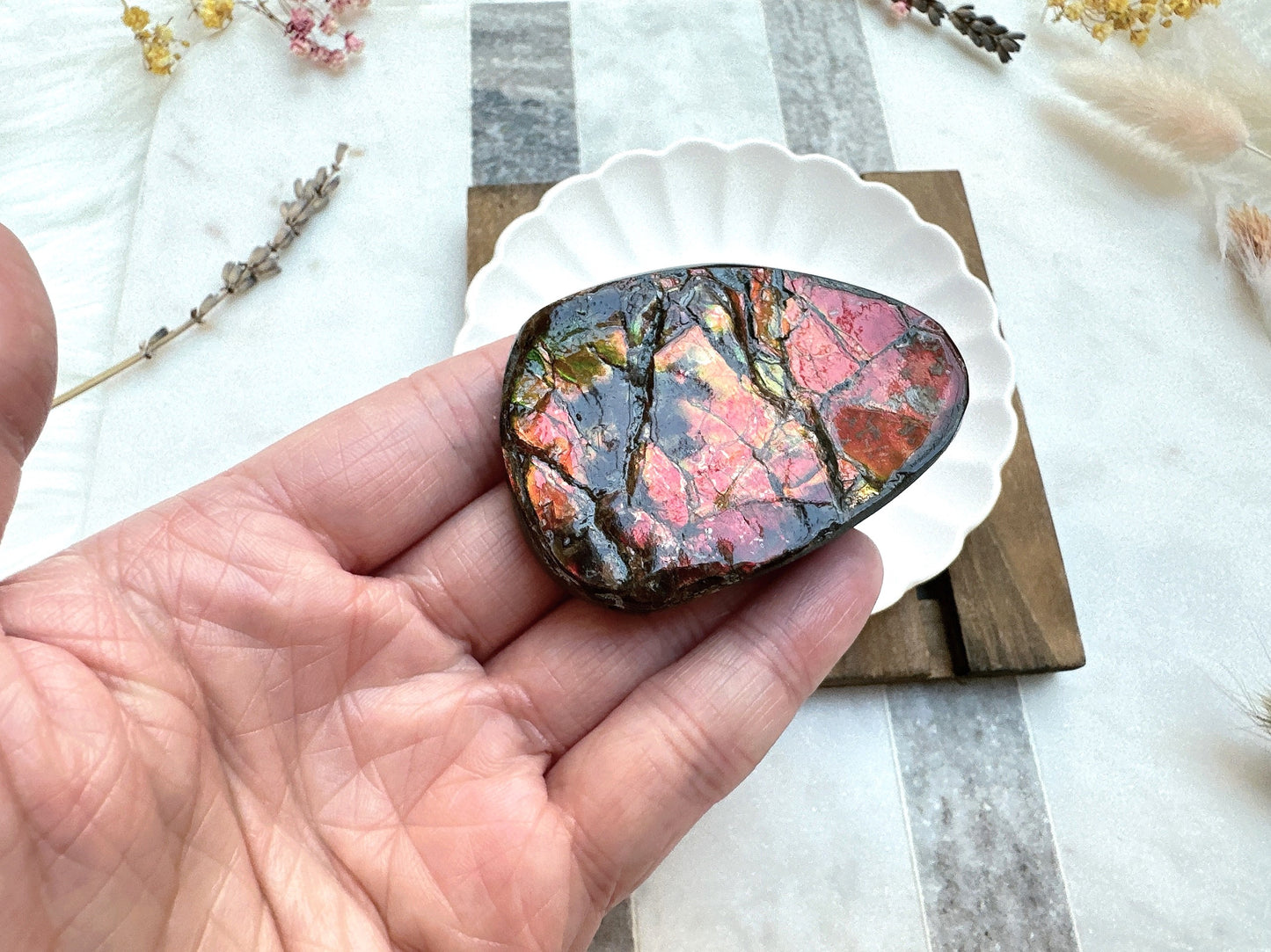 Gorgeous Canadian Ammolite Specimen