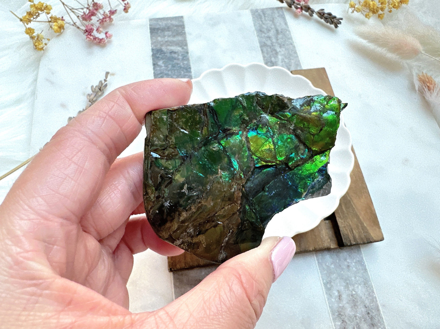 Gorgeous Canadian Ammolite Specimen