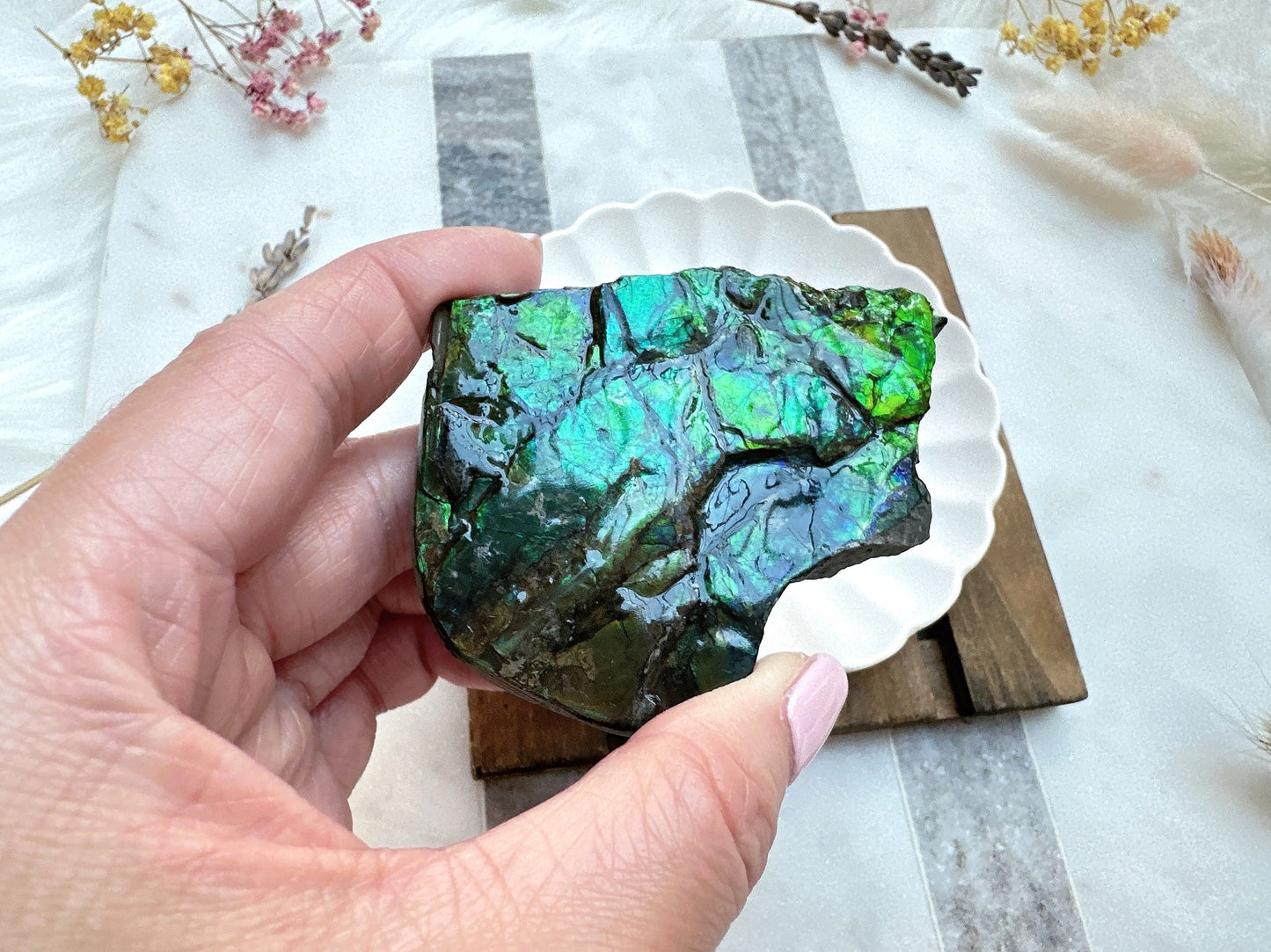 Gorgeous Canadian Ammolite Specimen