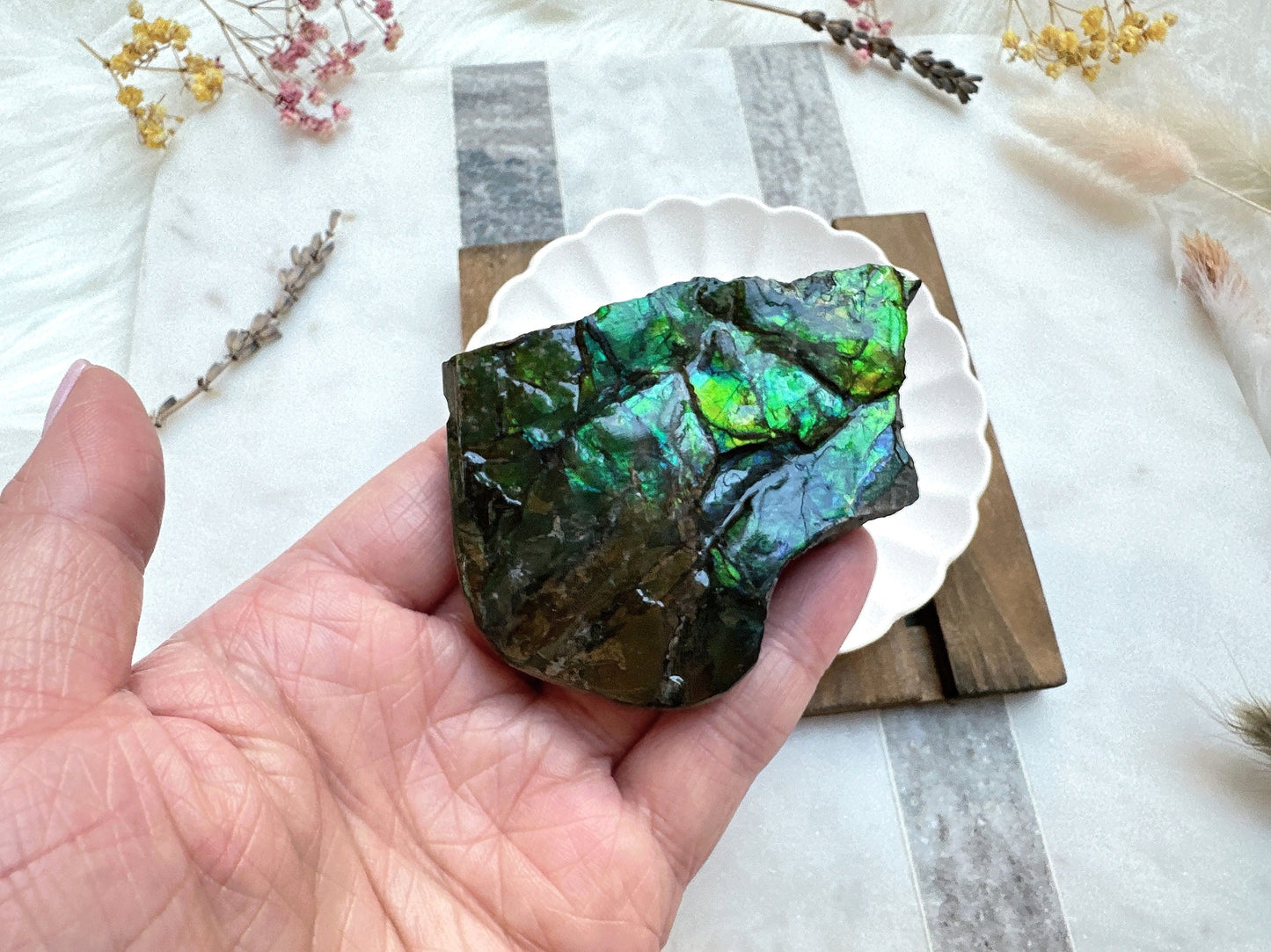 Gorgeous Canadian Ammolite Specimen