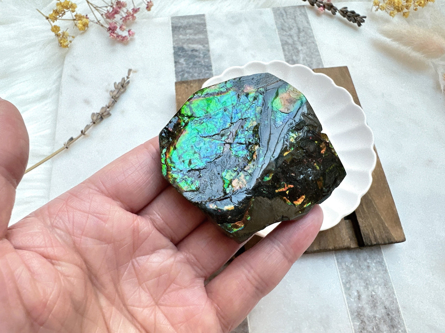 Gorgeous Canadian Ammolite Specimen
