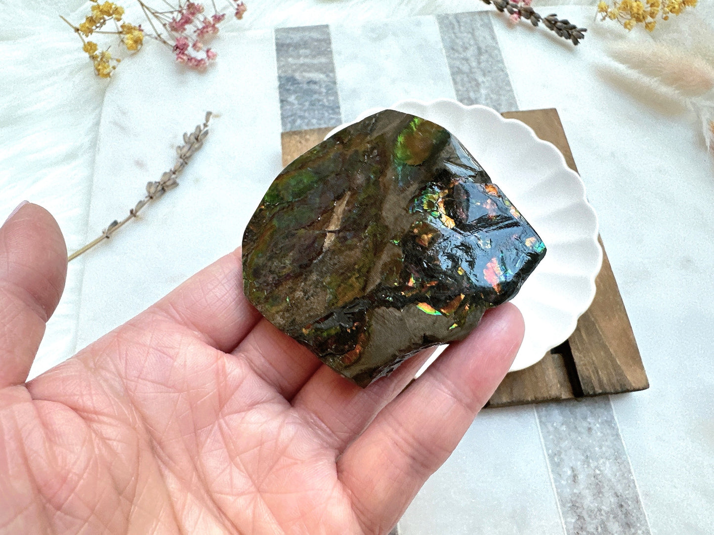 Gorgeous Canadian Ammolite Specimen