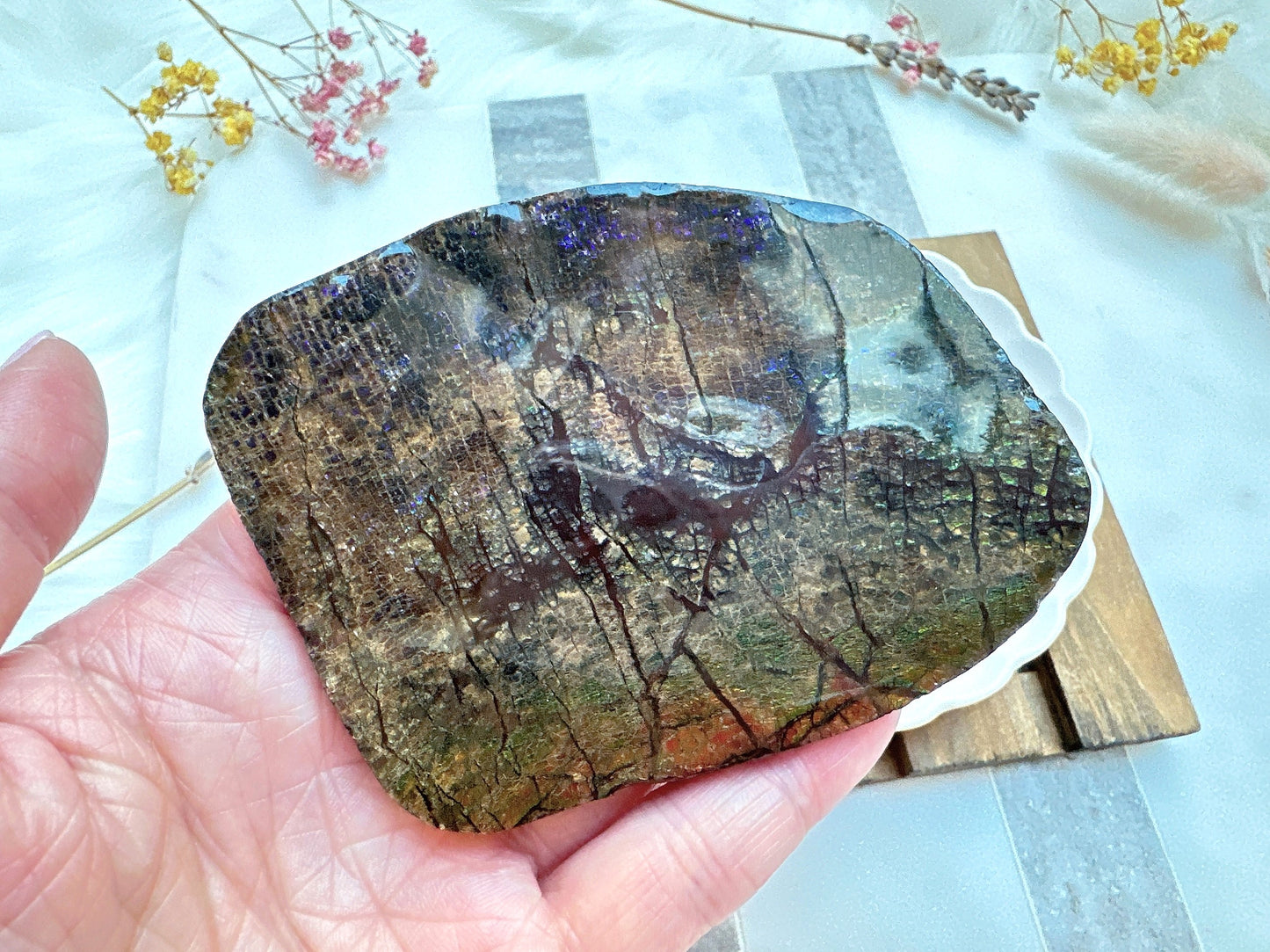 Gorgeous Canadian Ammolite Specimen