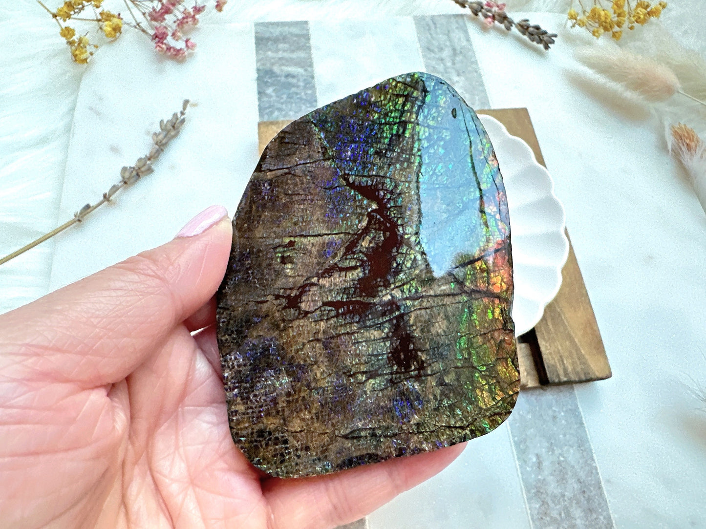 Gorgeous Canadian Ammolite Specimen
