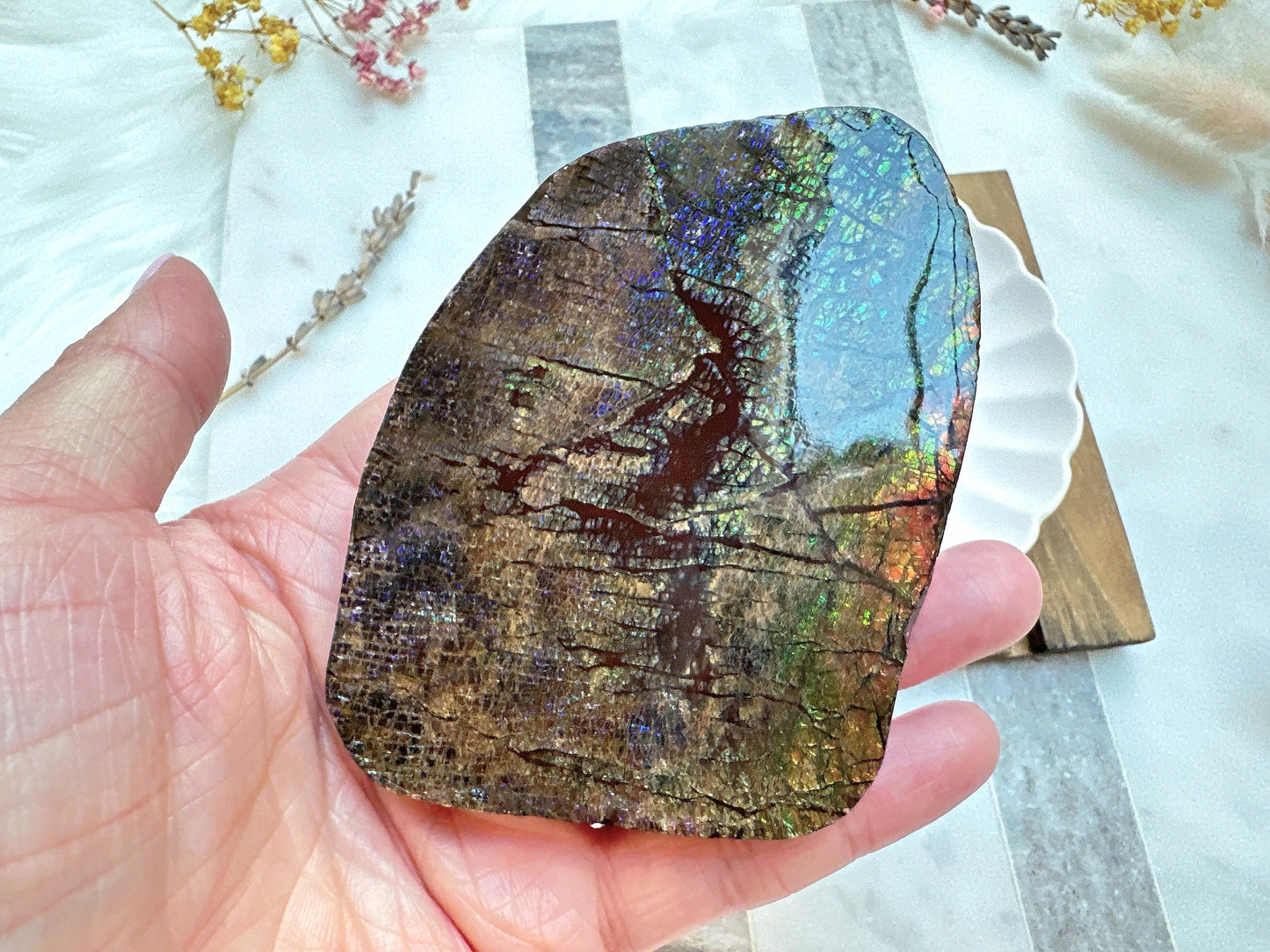 Gorgeous Canadian Ammolite Specimen