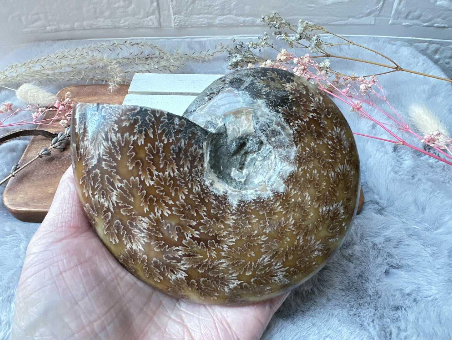 Ammonite Fossil Specimen