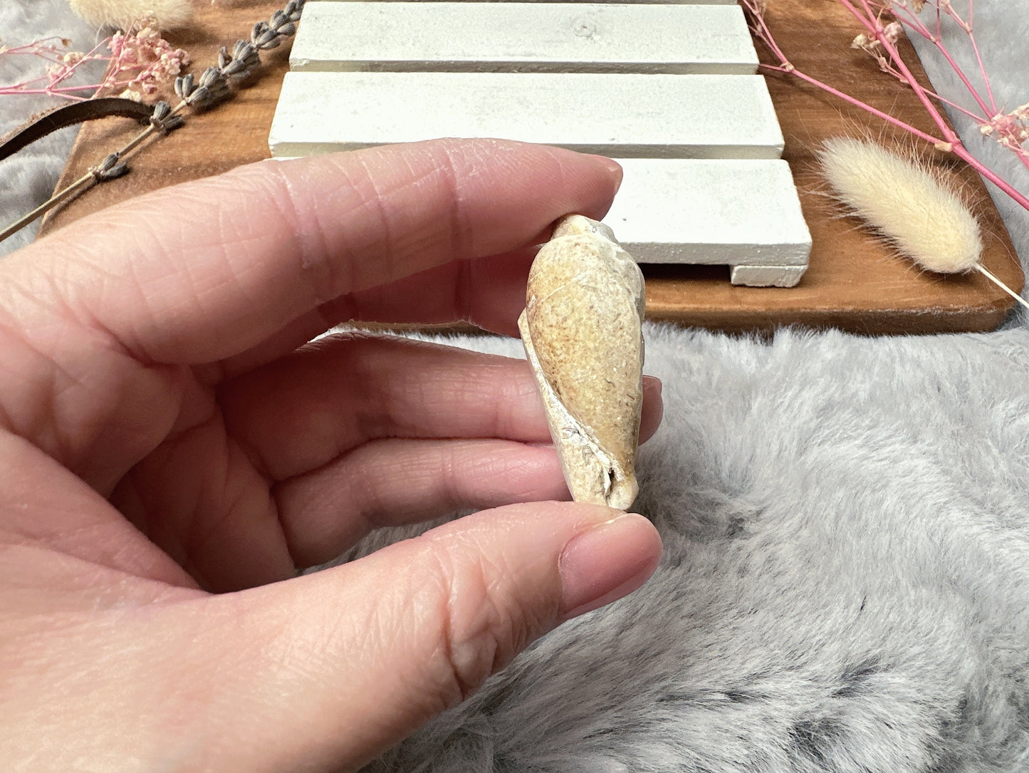 Mini Fossil Shell