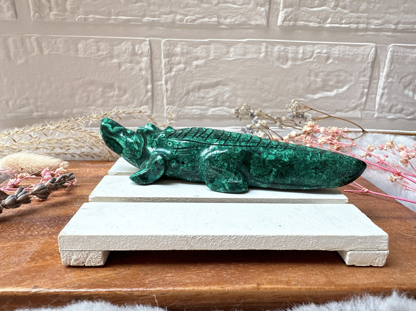 Malachite Alligator/Crocodile