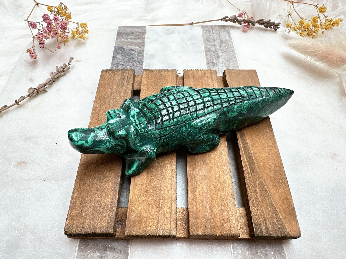 Malachite Alligator/Crocodile
