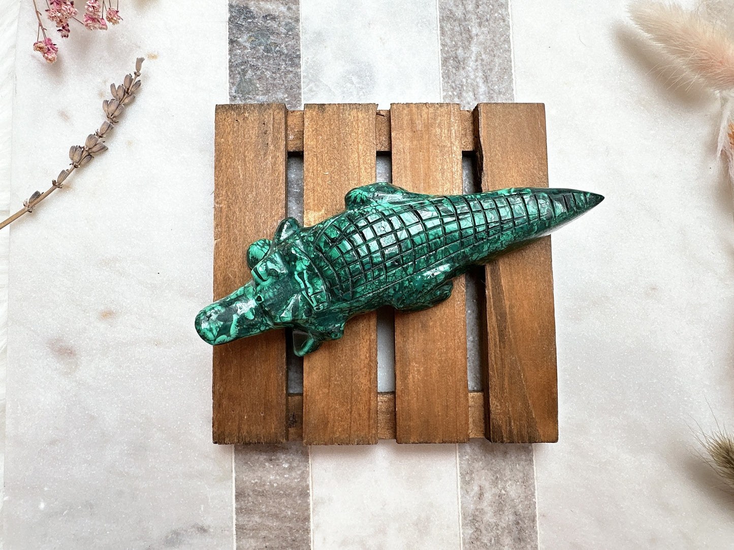 Malachite Alligator/Crocodile