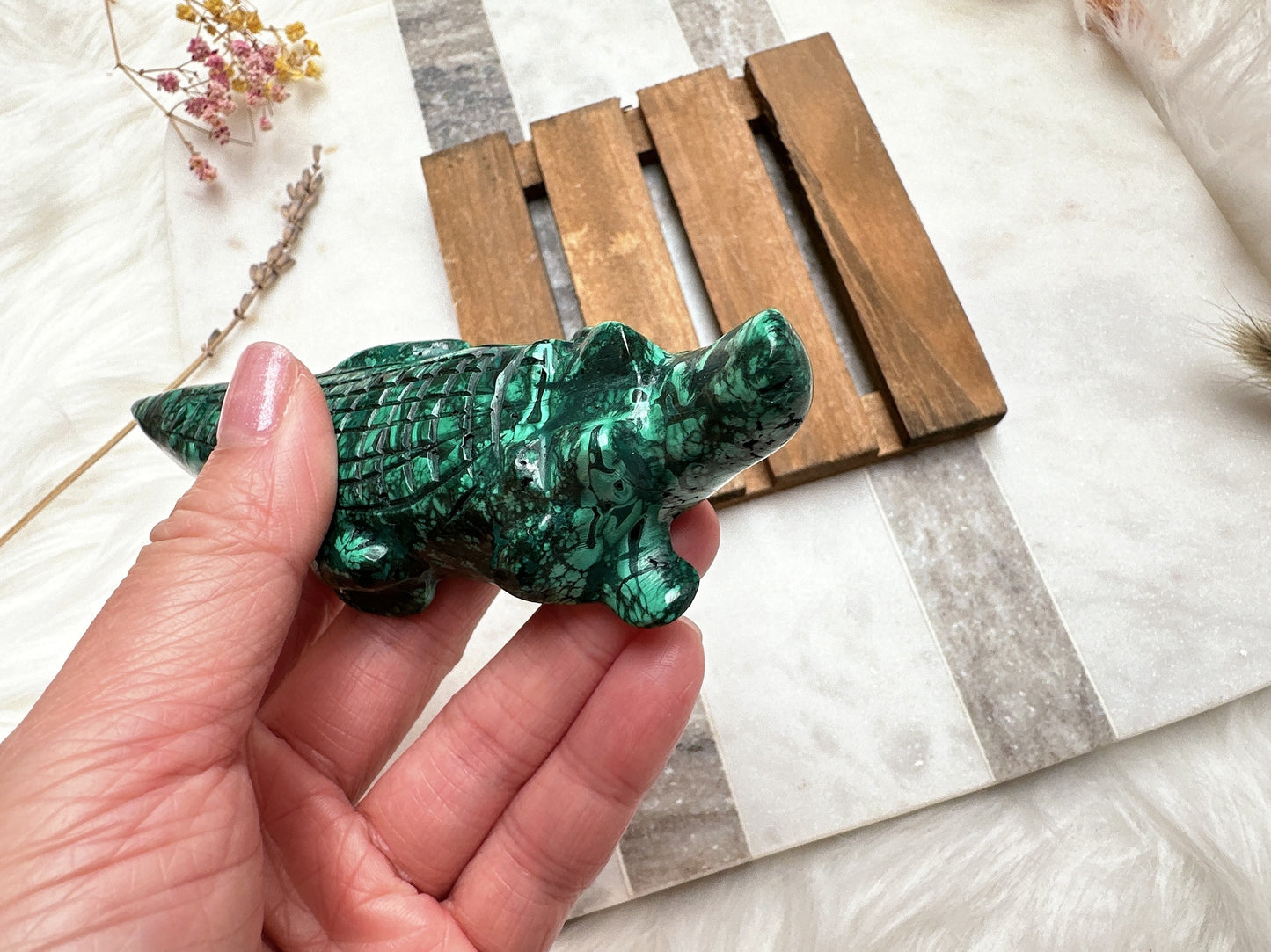Malachite Alligator/Crocodile