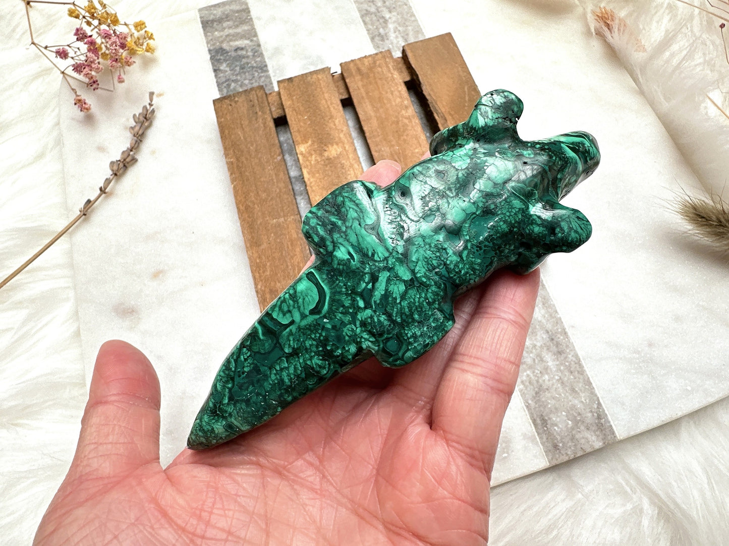 Malachite Alligator/Crocodile