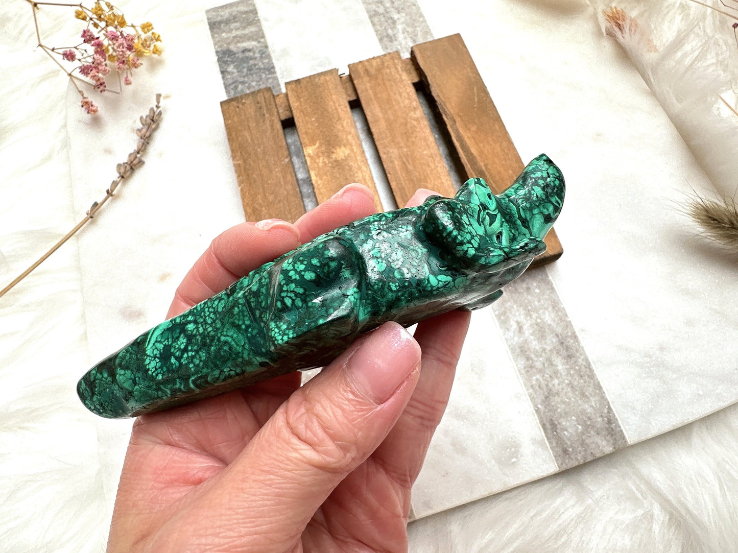 Malachite Alligator/Crocodile