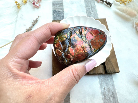 Gorgeous Canadian Ammolite Specimen