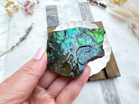 Gorgeous Canadian Ammolite Specimen