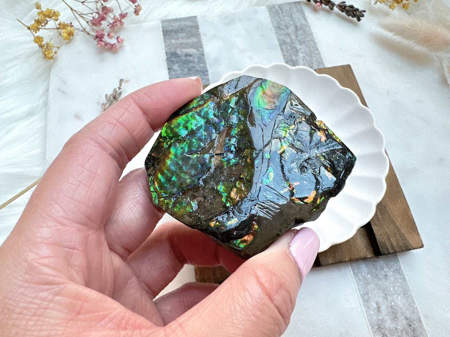 Gorgeous Canadian Ammolite Specimen