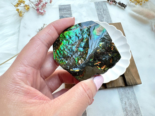 Gorgeous Canadian Ammolite Specimen