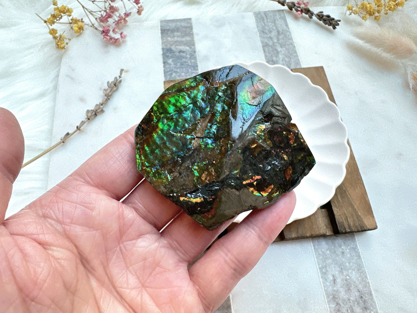 Gorgeous Canadian Ammolite Specimen