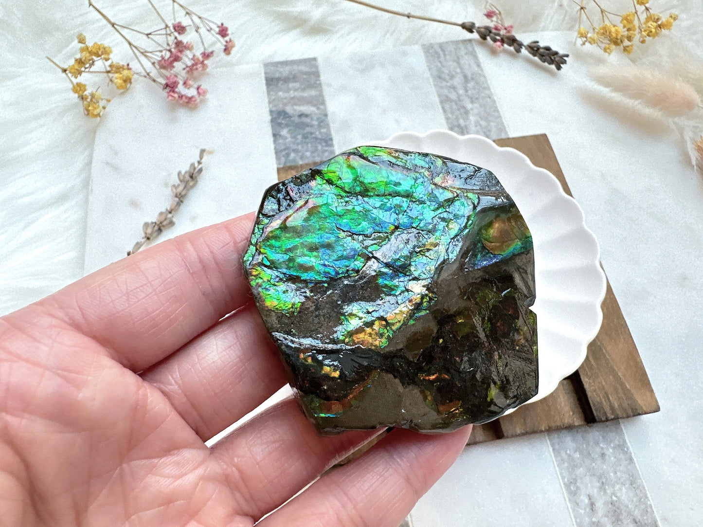 Gorgeous Canadian Ammolite Specimen