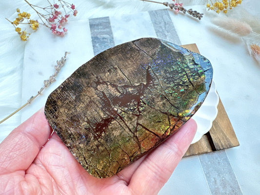 Gorgeous Canadian Ammolite Specimen