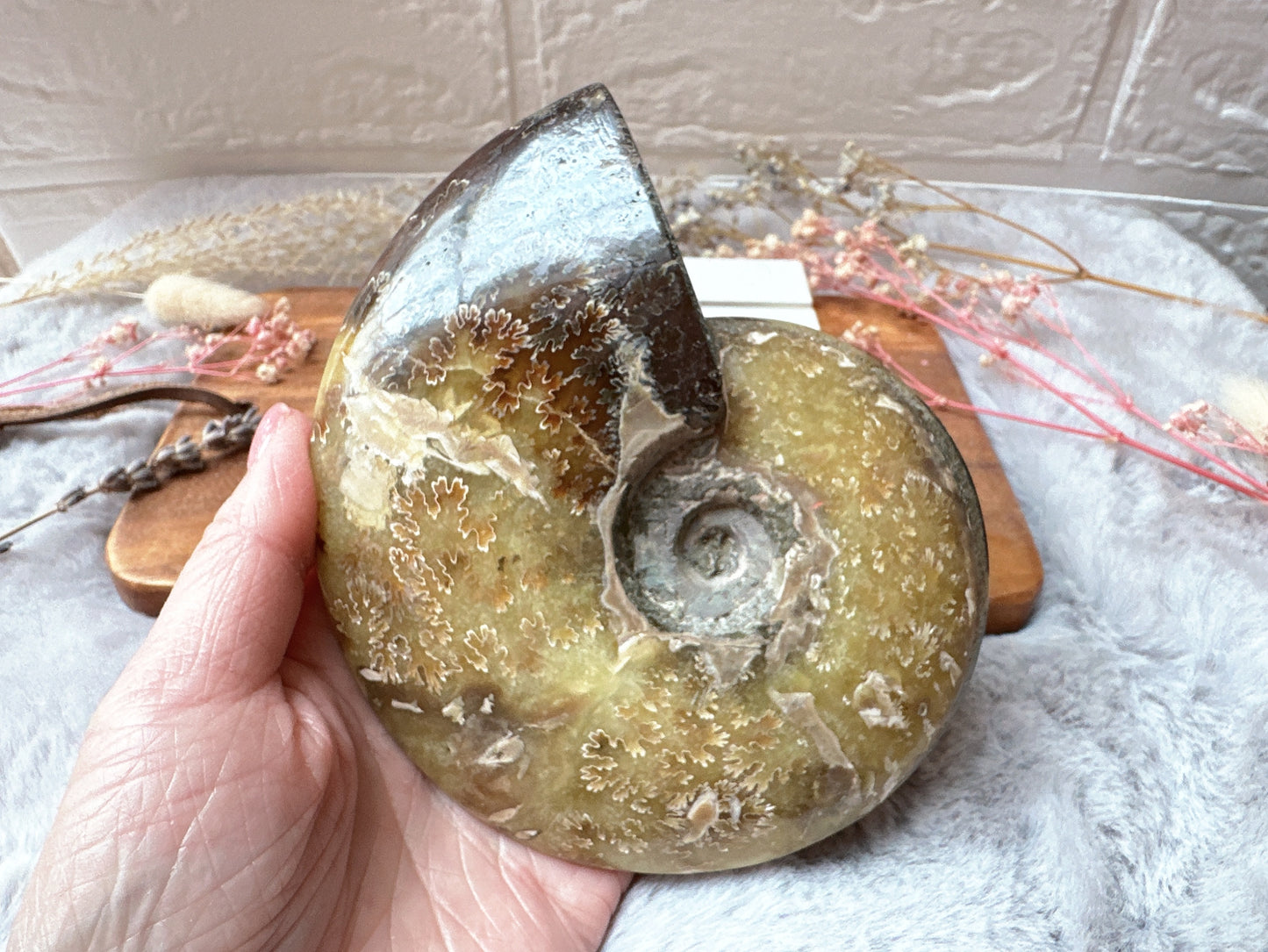 Ammonite Fossil Specimen