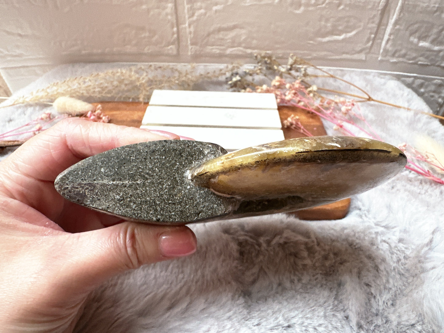 Ammonite Fossil Specimen