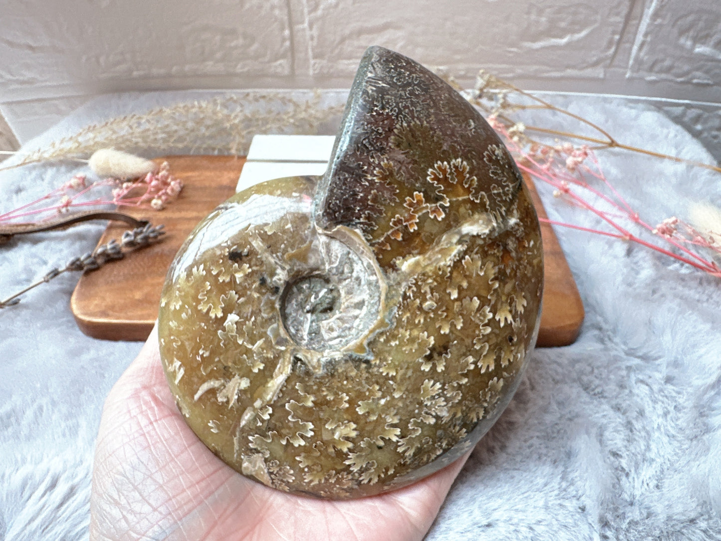 Ammonite Fossil Specimen