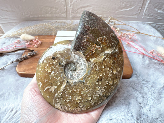 Ammonite Fossil Specimen