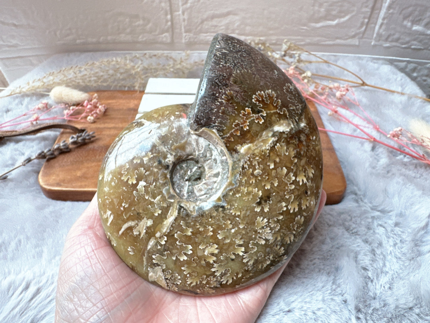 Ammonite Fossil Specimen