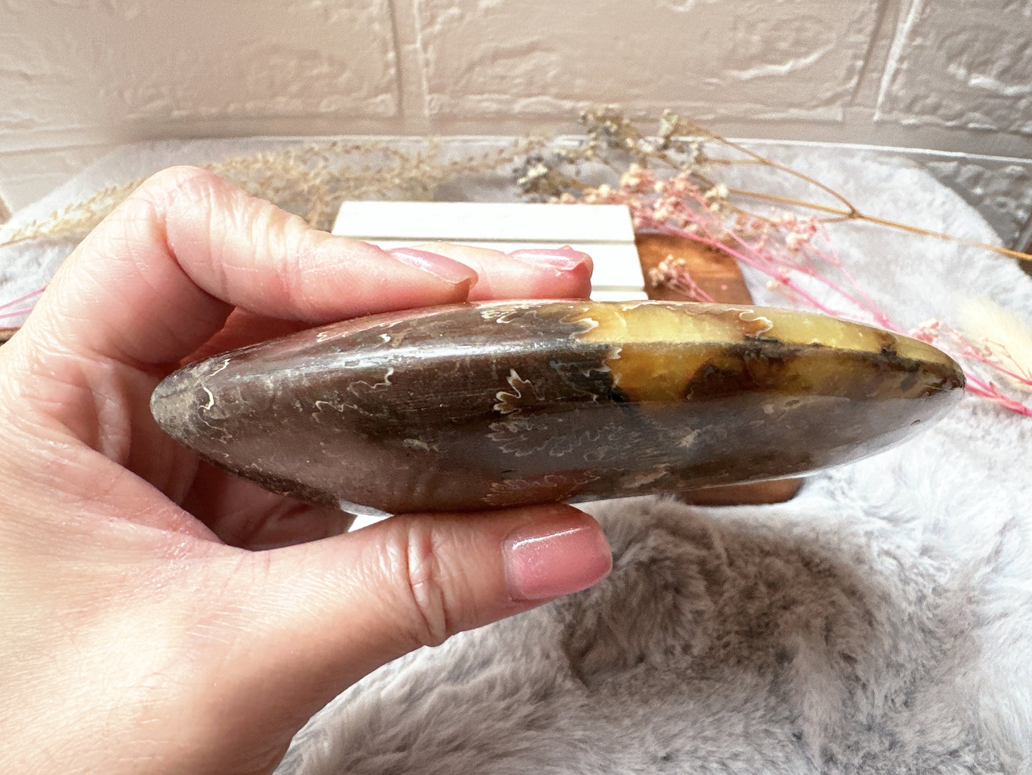 Ammonite Fossil Specimen