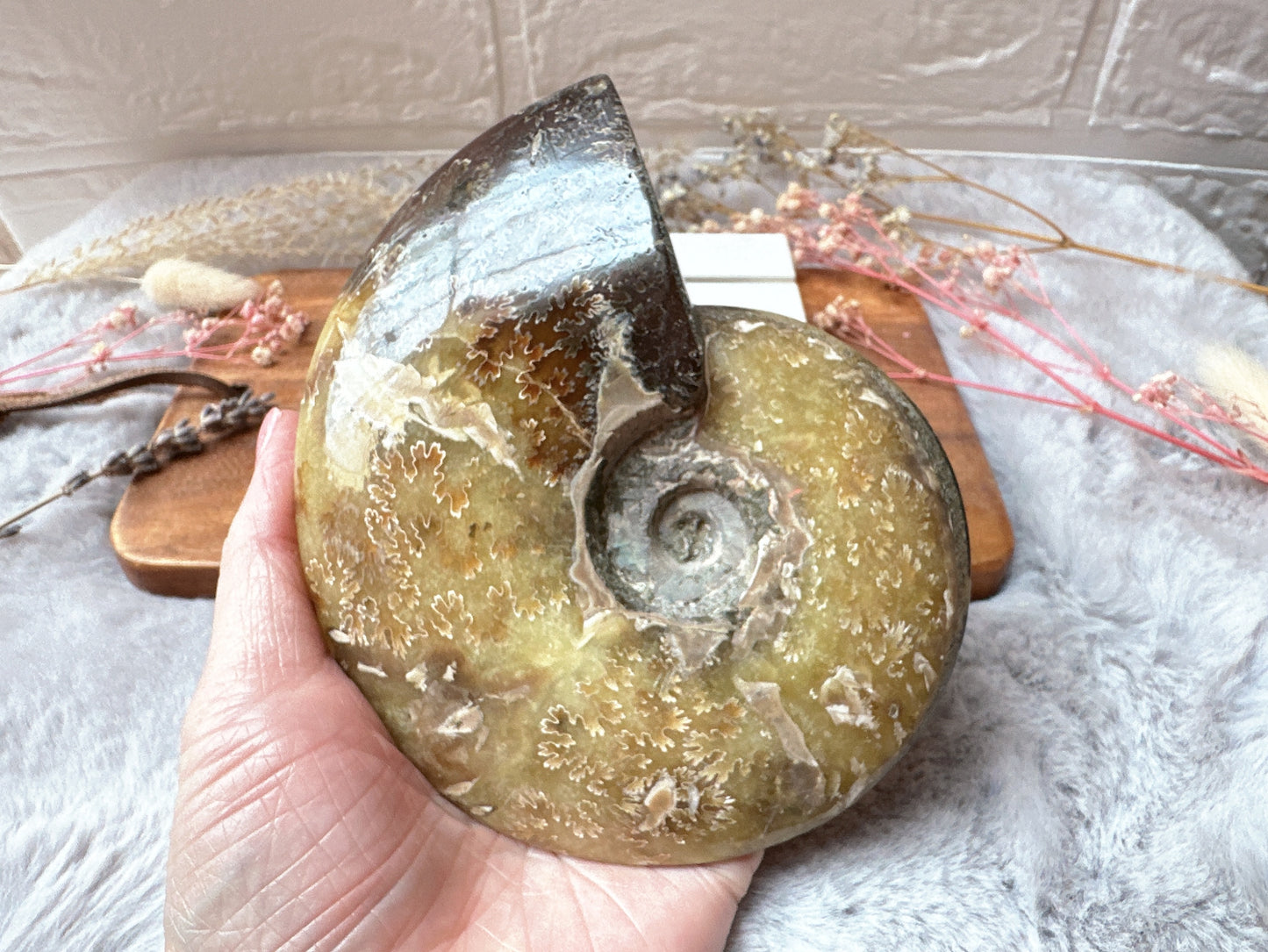 Ammonite Fossil Specimen