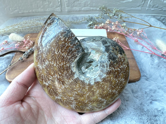 Ammonite Fossil Specimen