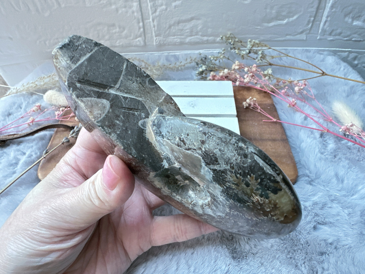 Ammonite Fossil Specimen
