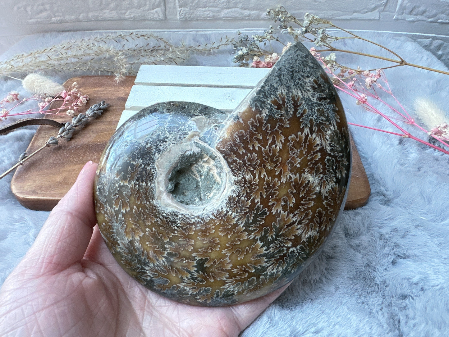 Ammonite Fossil Specimen