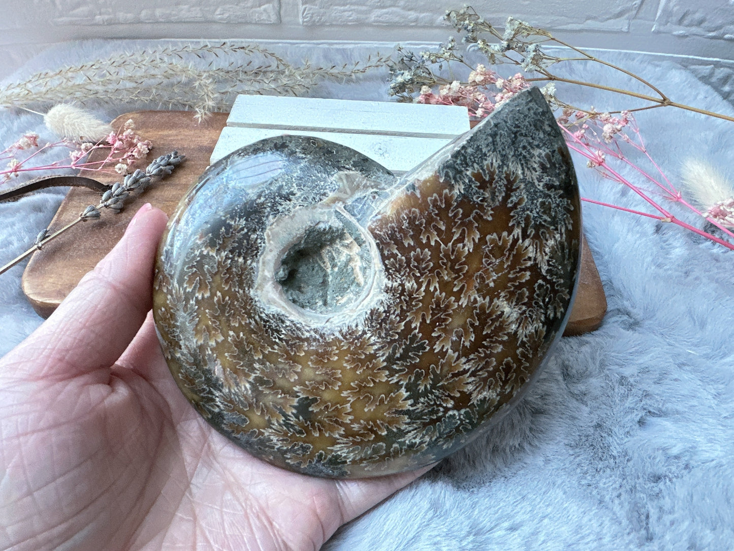 Ammonite Fossil Specimen