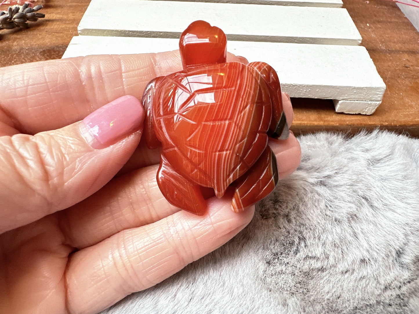 Small Carnelian Sea Turtle