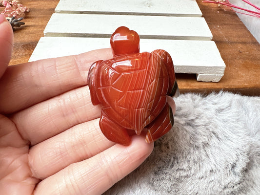 Small Carnelian Sea Turtle