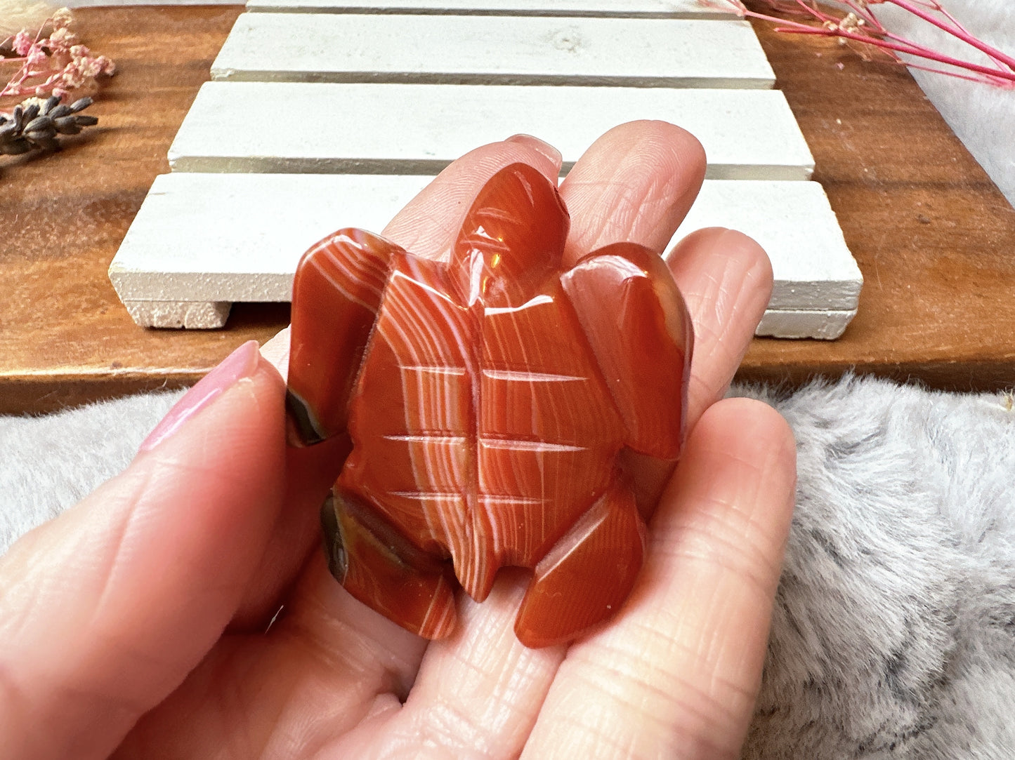 Small Carnelian Sea Turtle