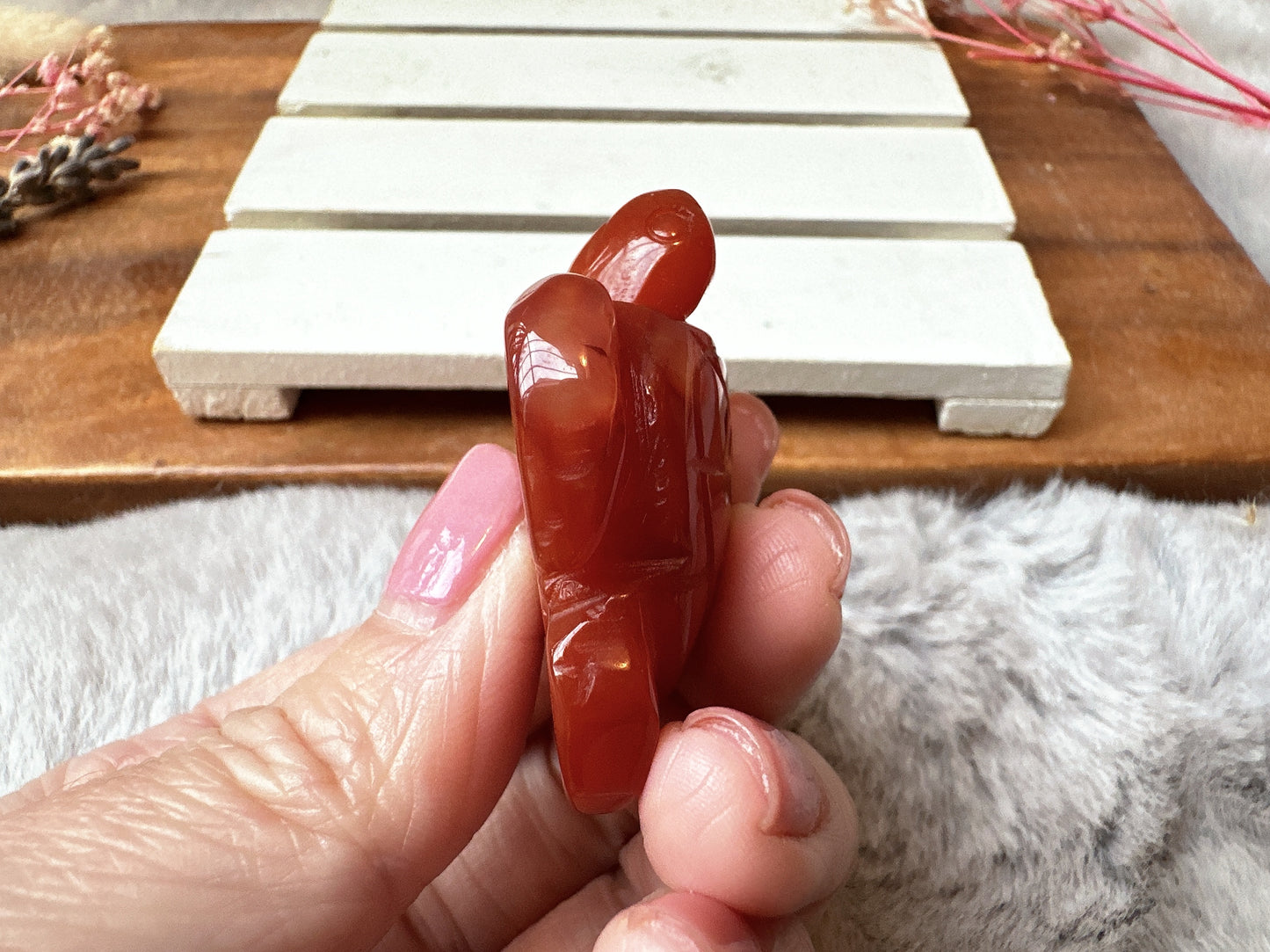 Small Carnelian Sea Turtle