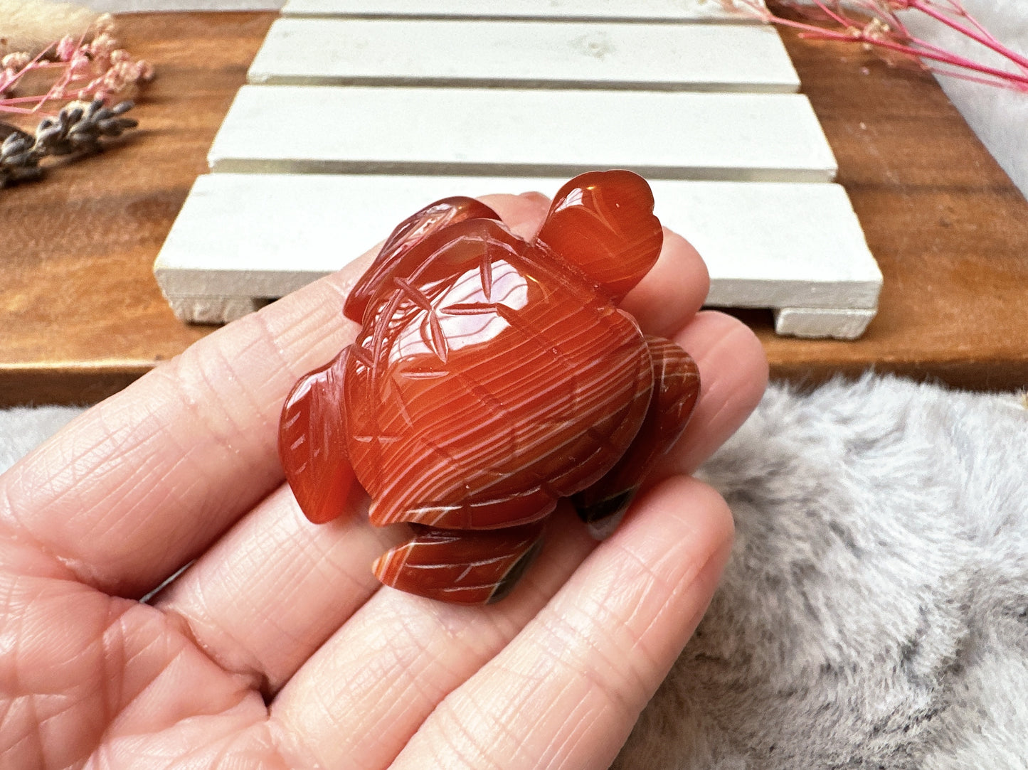 Small Carnelian Sea Turtle