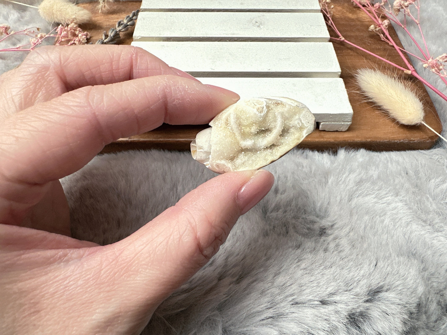 Mini Fossil Shell