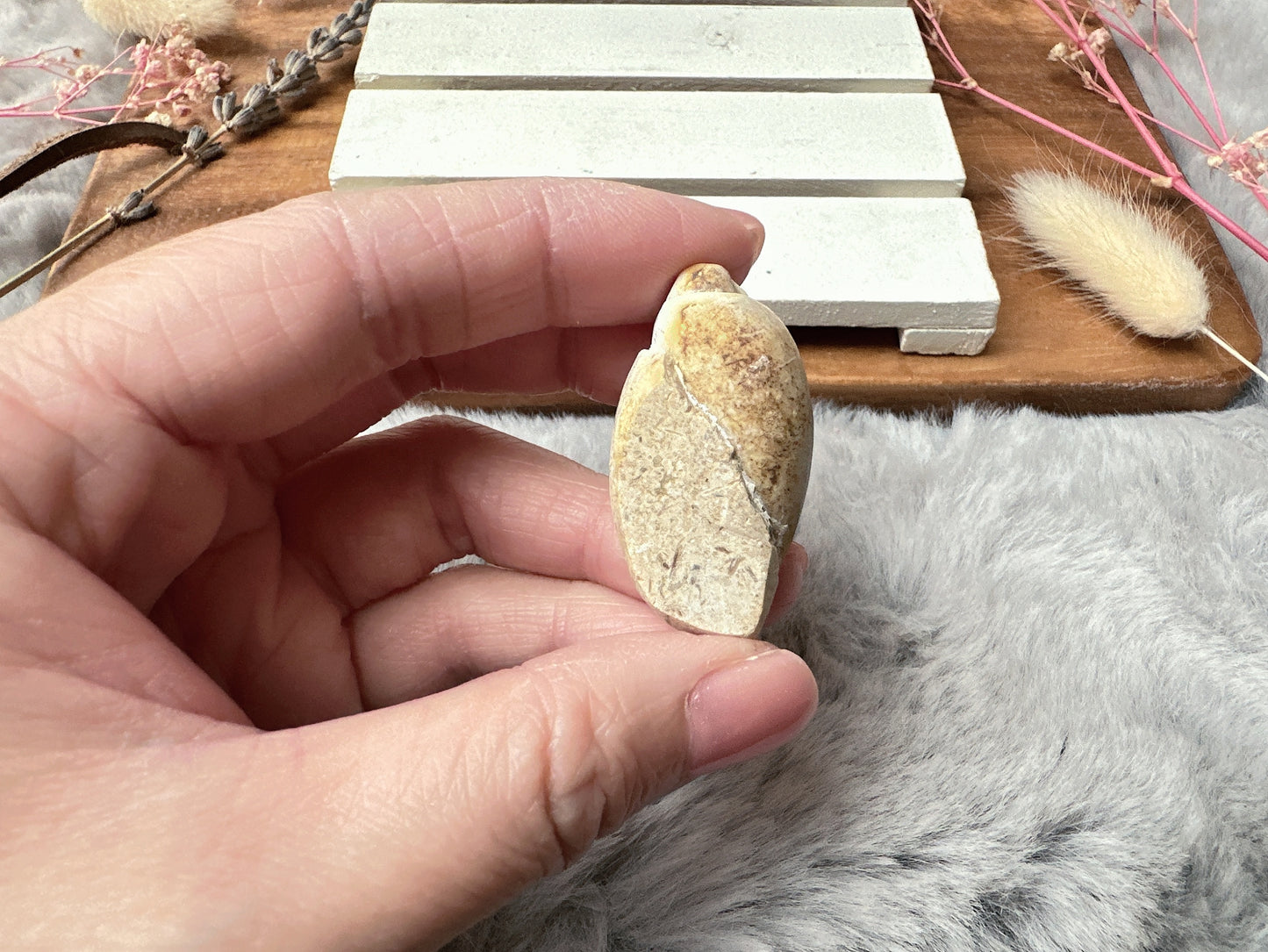 Mini Fossil Shell