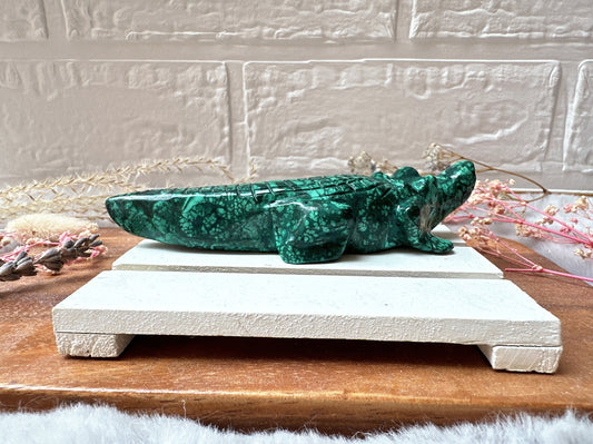 Malachite Alligator/Crocodile