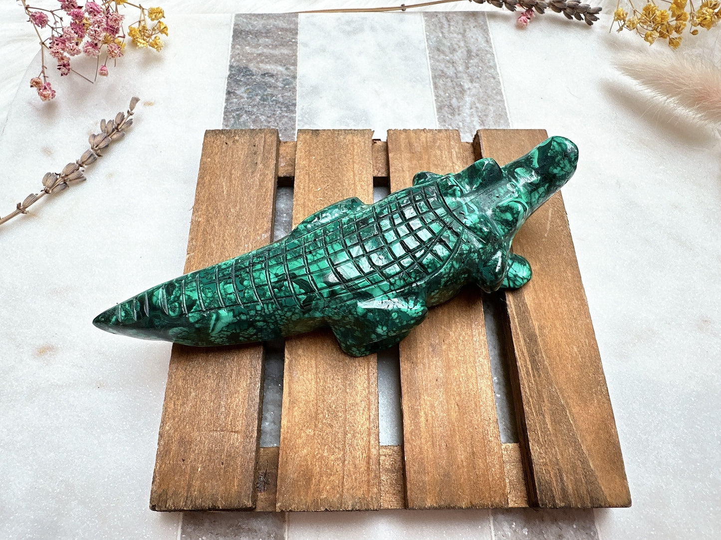 Malachite Alligator/Crocodile