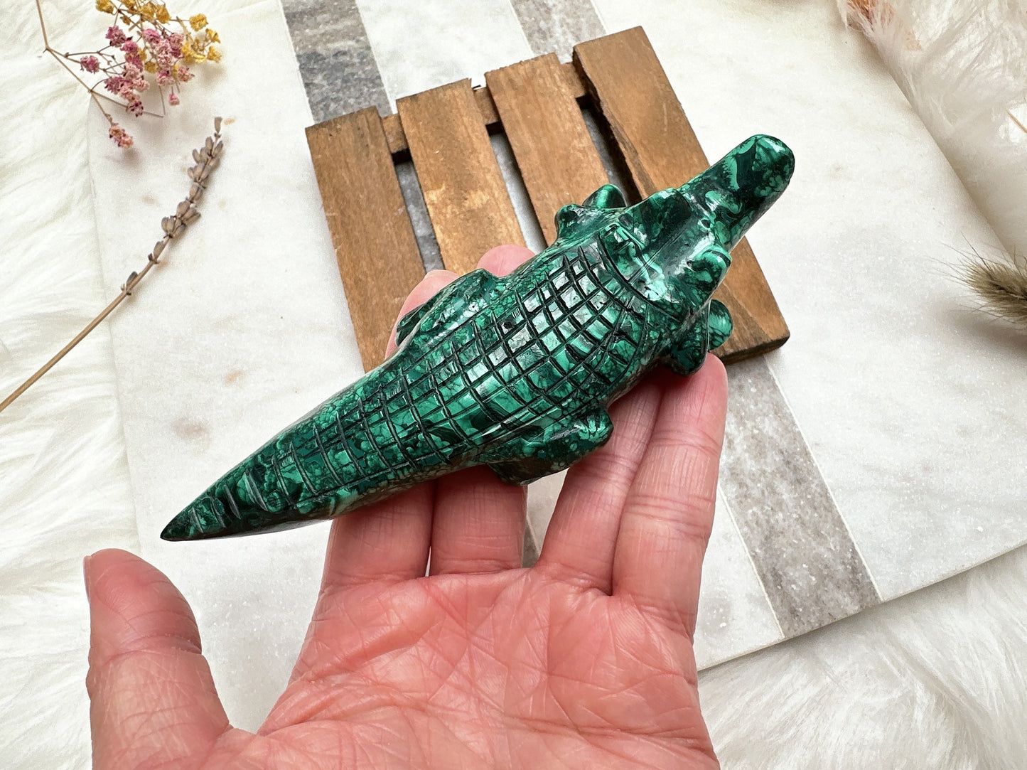 Malachite Alligator/Crocodile