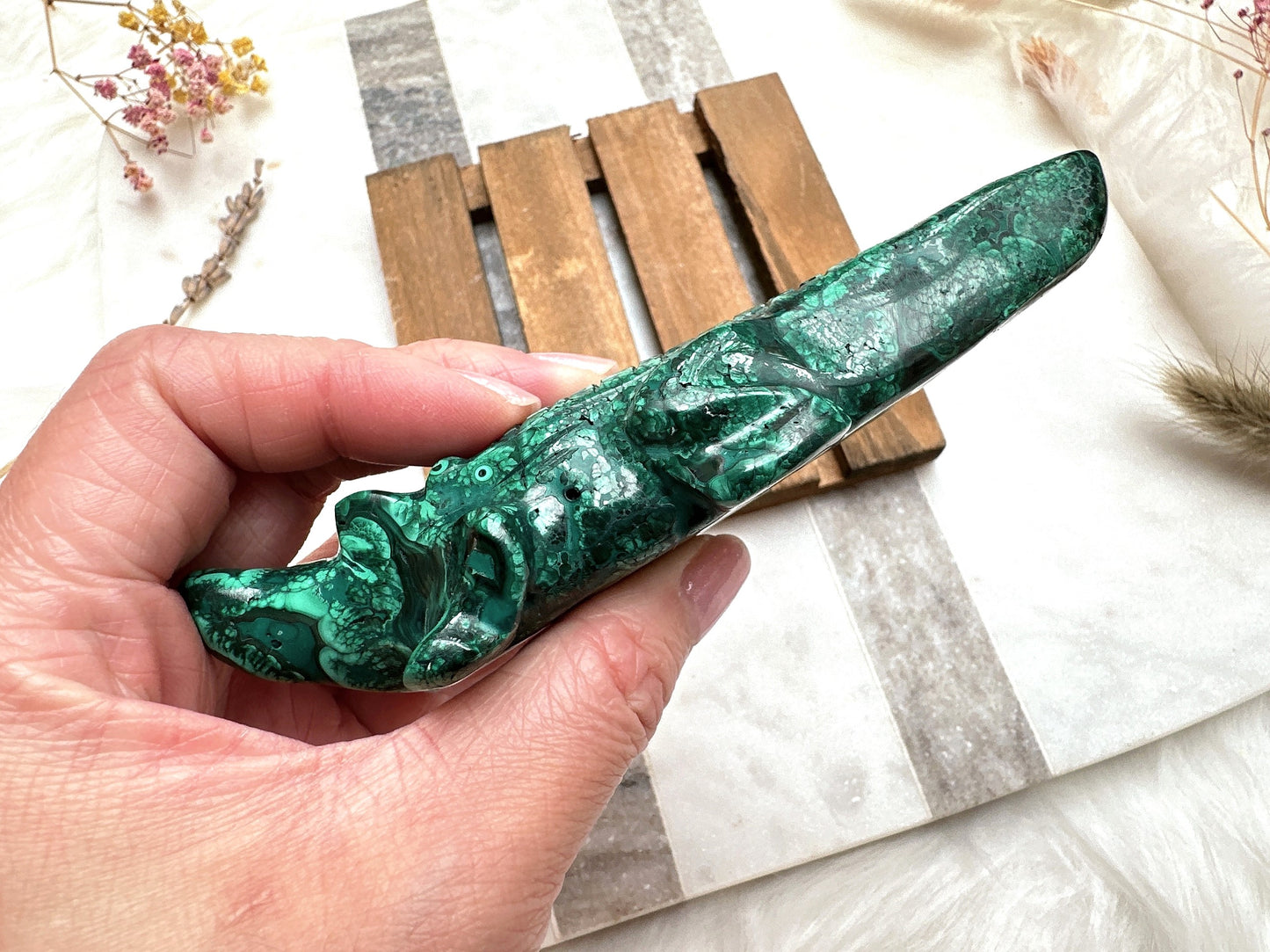 Malachite Alligator/Crocodile