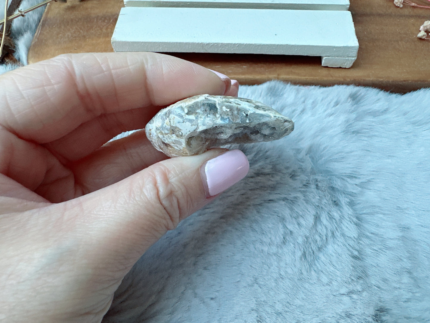 Small Fossil Shell