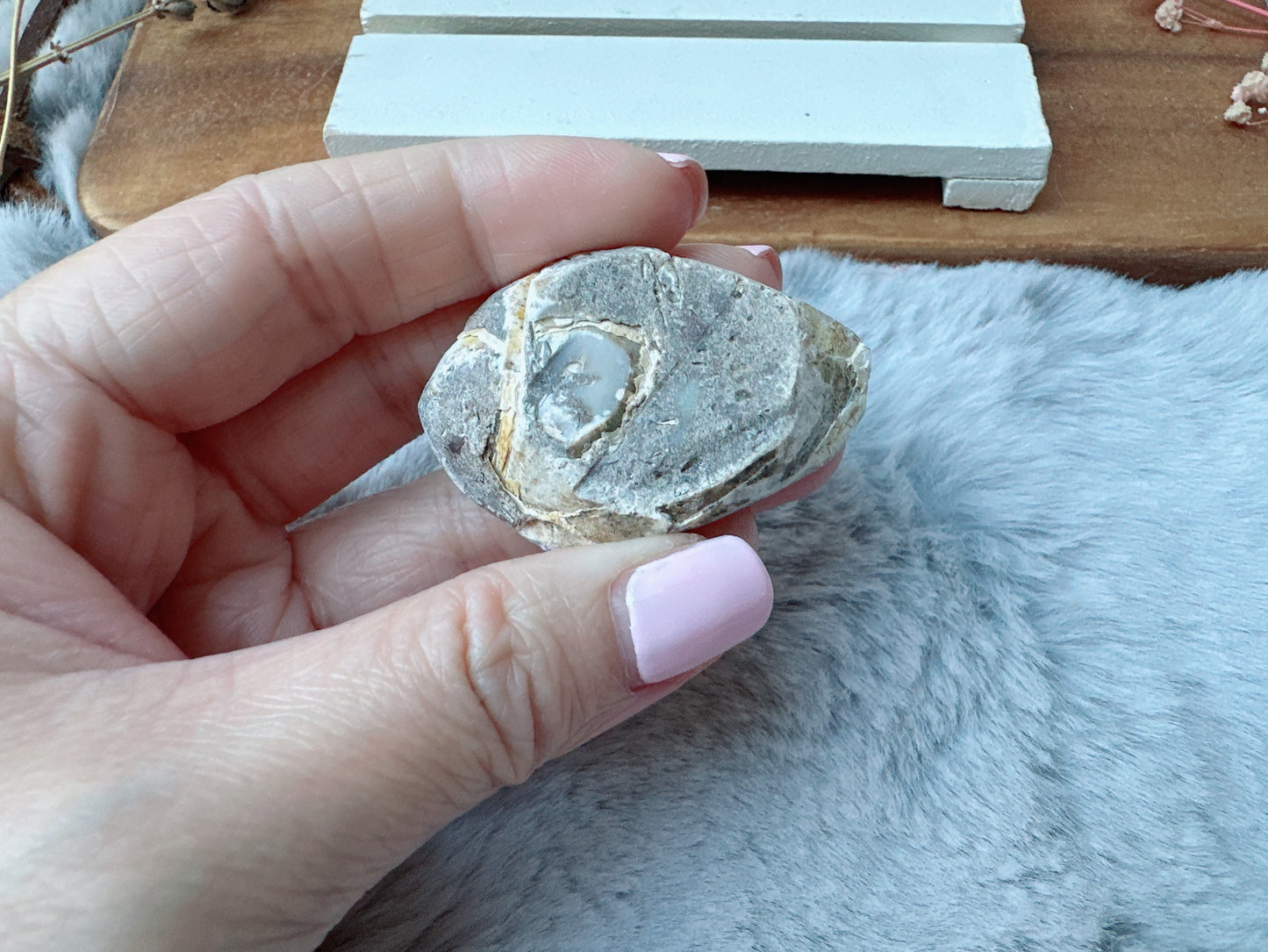 Small Fossil Shell