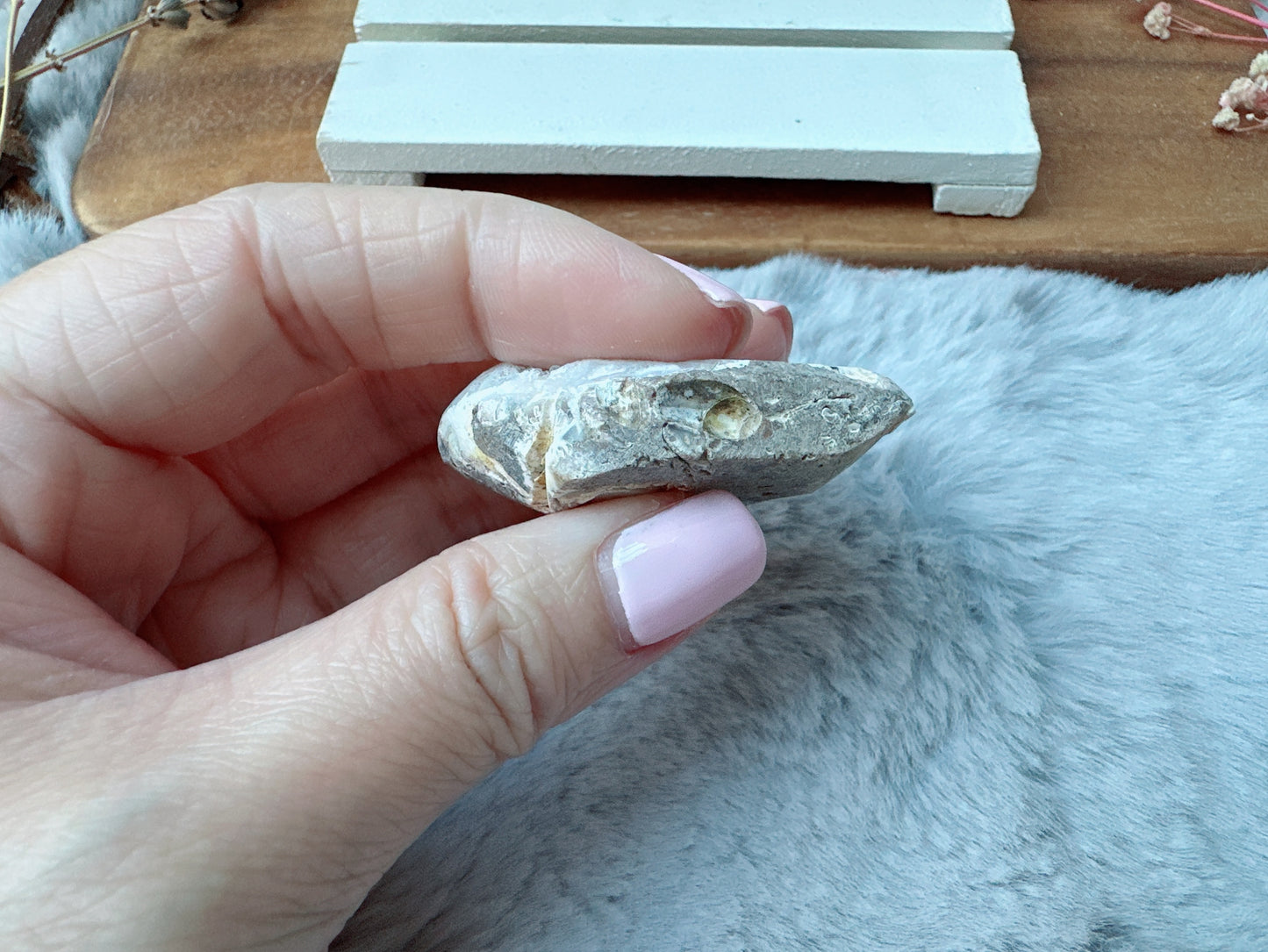 Small Fossil Shell