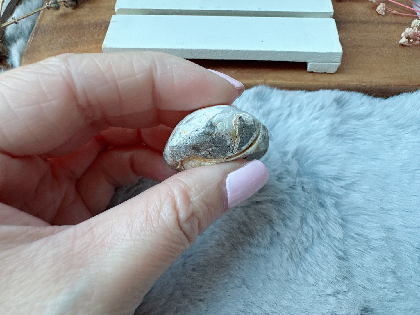Small Fossil Shell